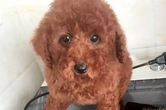 狂犬疫苗的注意事项，按时注射注意饮食不可剧烈运动