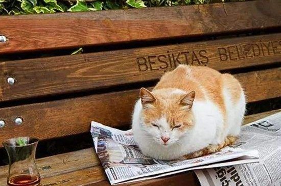 流浪猫怎么过冬