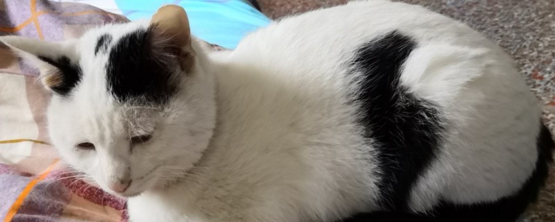小猫太活泼怎么办