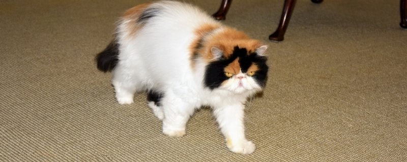 猫掉毛可以把毛剃掉吗