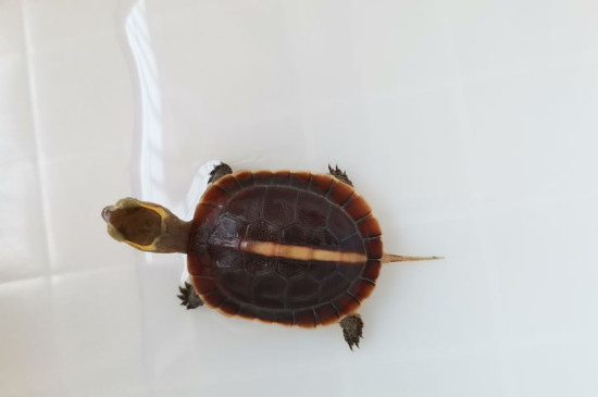 乌龟壳的边沿往上翘