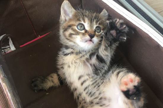 猫换新环境要注意什么