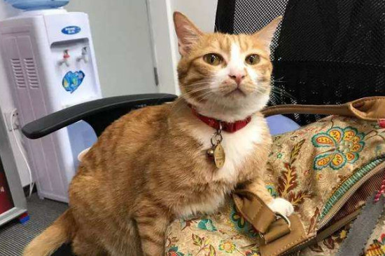 猫口吐白沫但活蹦乱跳
