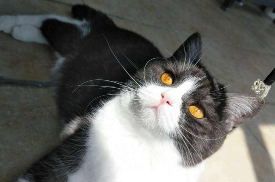养猫会皮肤过敏吗