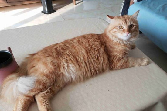 猫咪指甲剪出血