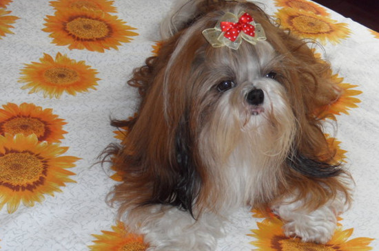 养西施犬的十大坏处