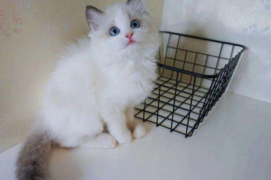 布偶猫不开心的表现