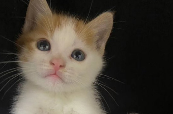 猫抗冻吗