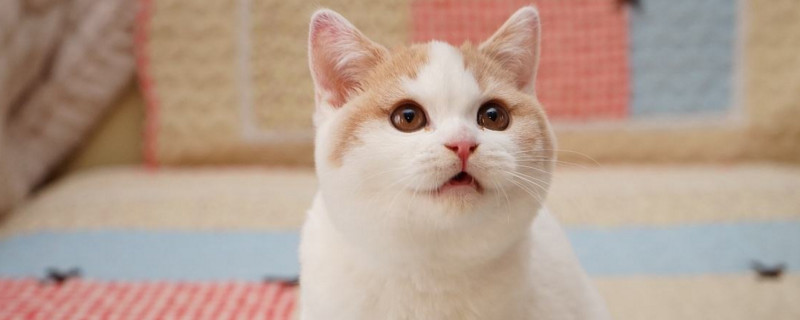 英国短毛猫掉毛厉害吗