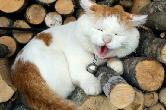 土猫什么时候发腮