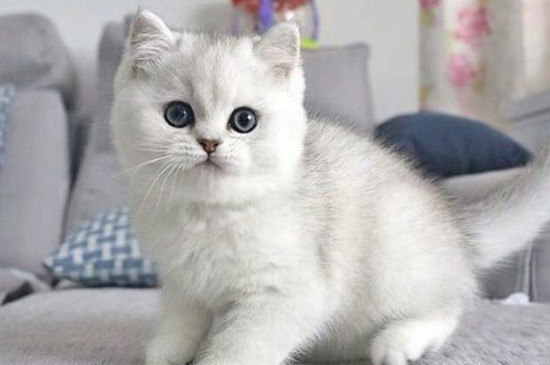 猫不做绝育可以吗
