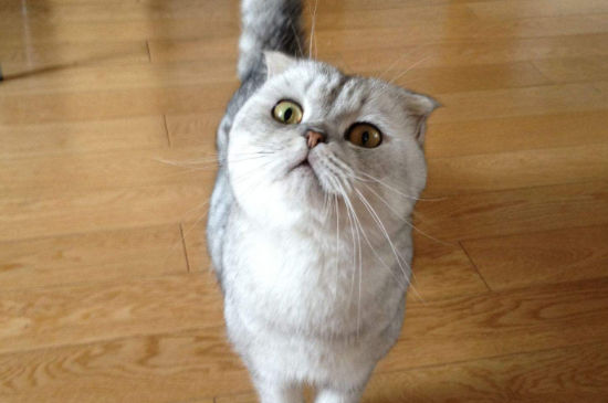 半折耳猫咪会发病吗