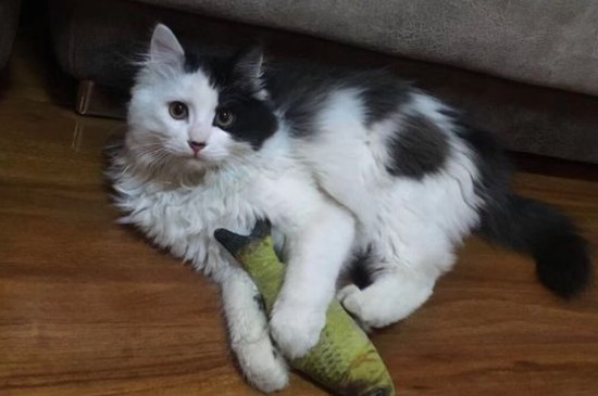 怎么判断猫胎死腹中，怎么处理才好