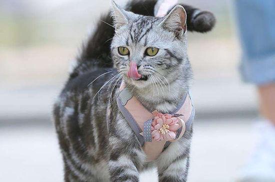 猫绳子怎么拴