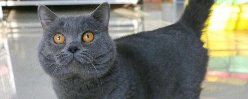 矮脚蓝猫和蓝猫区别