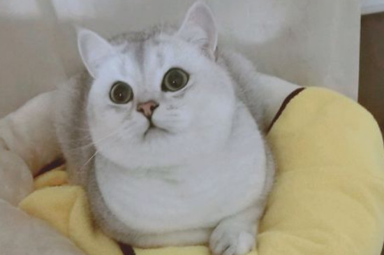 小猫身上很大一股屎味