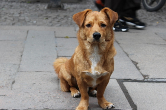 狗狗喘气急促是犬瘟吗