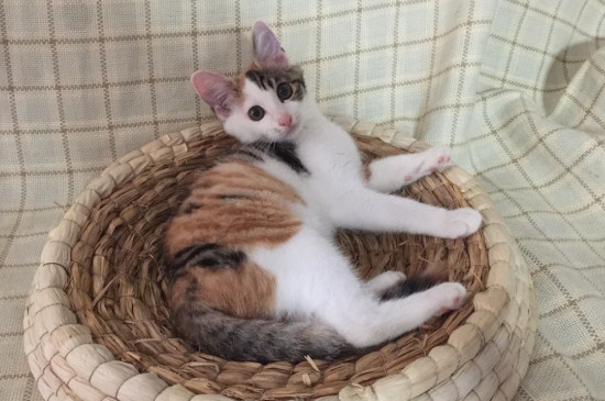 猫放家里几天不用管