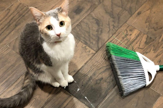 猫会用猫砂但是乱拉屎