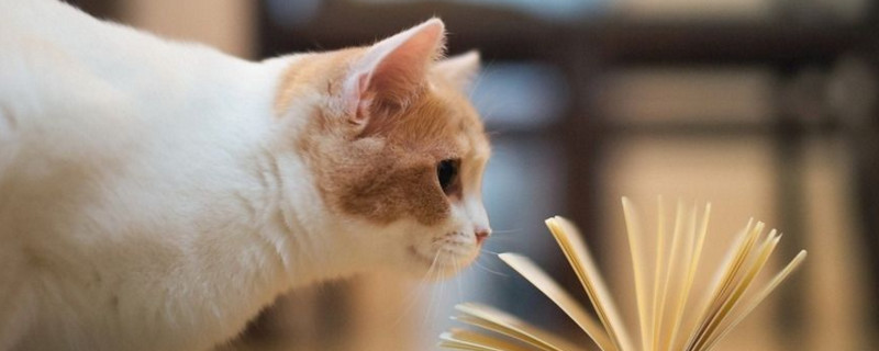 猫咪脚掌出汗是什么原因