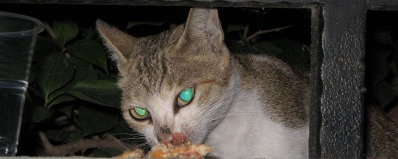 如果被猫抓了没打针有事吗