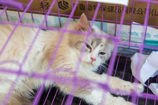 猫咪火车托运需要办理什么，猫火车托运需要什么