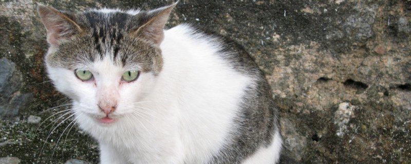 猫咪没打疫苗能绝育吗