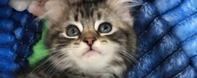 猫骨折能自愈吗