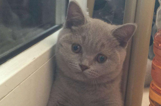 猫多大可以吃鸡胸肉