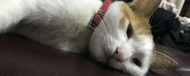 猫咪挨打后认错表现