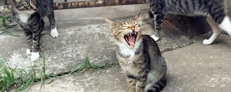 小土猫为什么那么野，土猫生性独立且精力旺盛