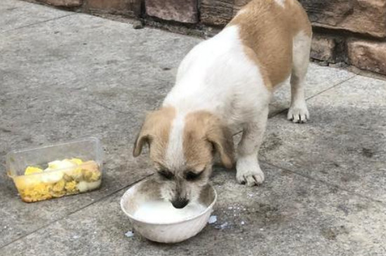 狗狗可以吃冷酸奶吗，狗狗能喝太凉的酸奶吗