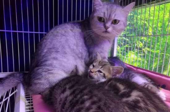 怎么样诱导猫咪去产房