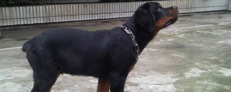 养罗威纳犬为何断尾