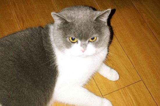 英短流眼泪是怎么回事，造成英短猫流眼泪原因