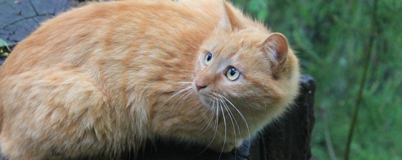 猫从楼上摔下去怎么办
