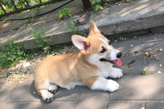 狗狗体温低怎么办，狗体温低怎么恢复体温