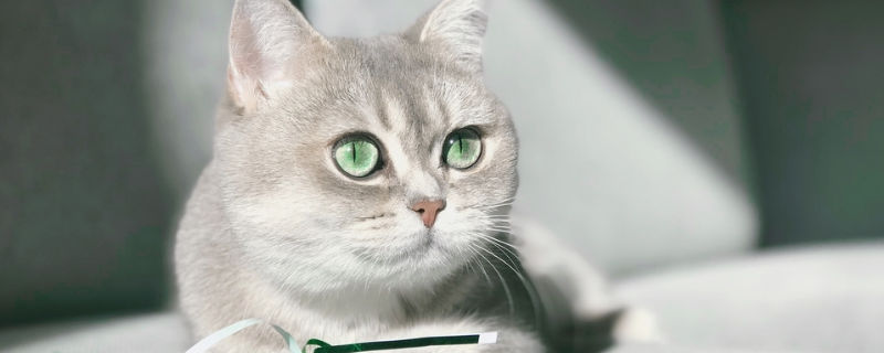 公猫绝育后还能发腮吗