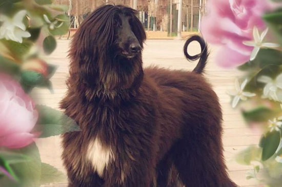 阿富汗猎犬到底有多笨