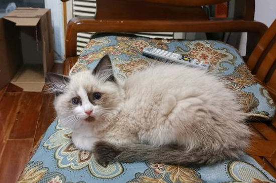 猫从高处摔下来为什么摔不死