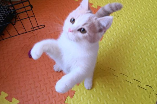 为什么猫喜欢舔别的猫