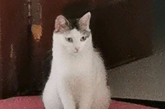 猫吃猪肉吗