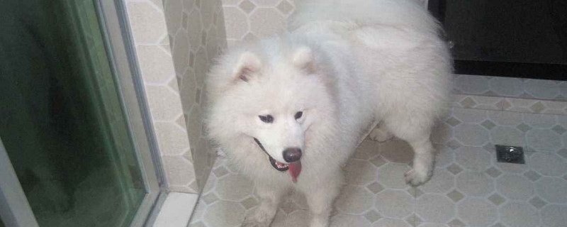 狗狗尿黄味大