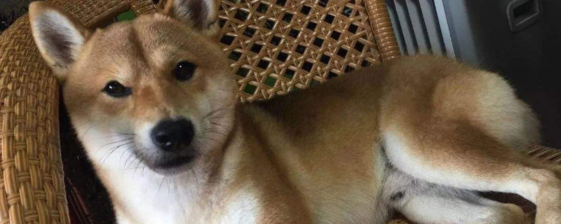 何炅小h是什么狗