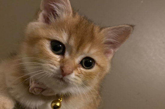 猫藓结痂脱落毛会长好吗
