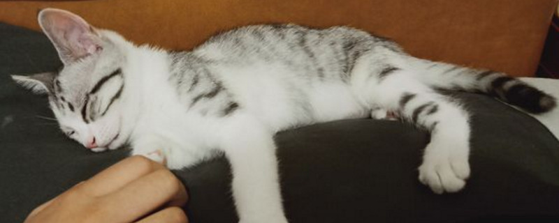 猫咪爪子烂了
