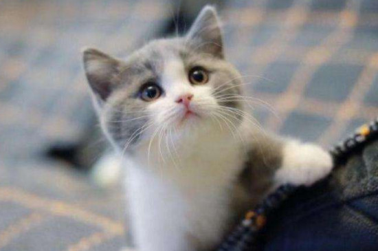 猫癣怎样判断快痊愈了