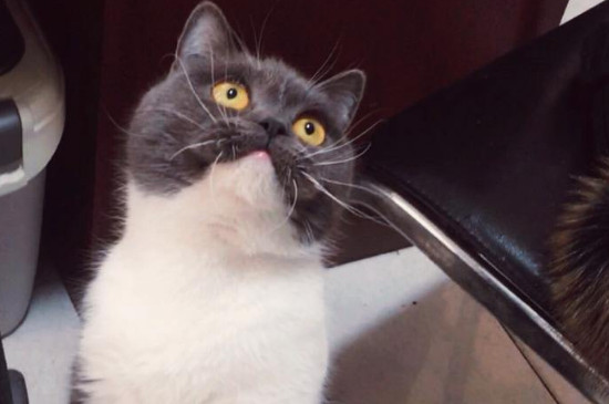 猫粮没了吃什么应急，用什么可以临时做猫粮