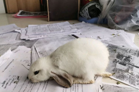 兔子趴着后腿伸直