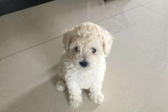 狗便秘吃生鸡蛋